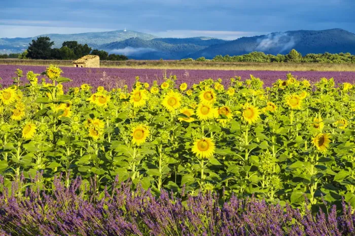 Framed Print : Lavender and Sunflowers, Valensole, Provence, France Framed Print : Lavender and Sunflowers, Valensole, Provence, France
