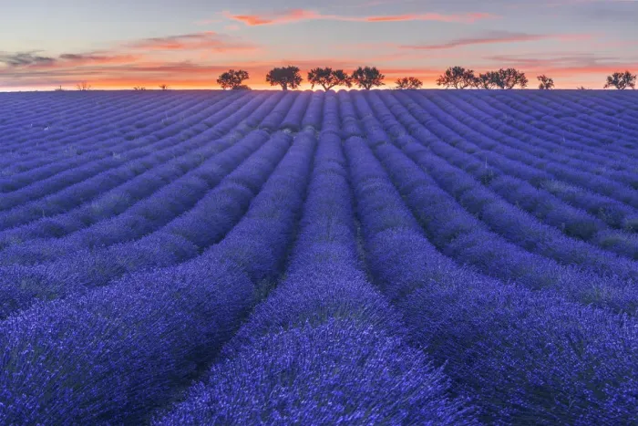 Framed Print : Lavenders fields at sunset near Valensole, Provence, France Framed Print : Lavenders fields at sunset near Valensole, Provence, France