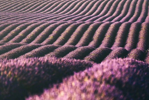 Lavenders fields at sunset near Valensole, Provence, France