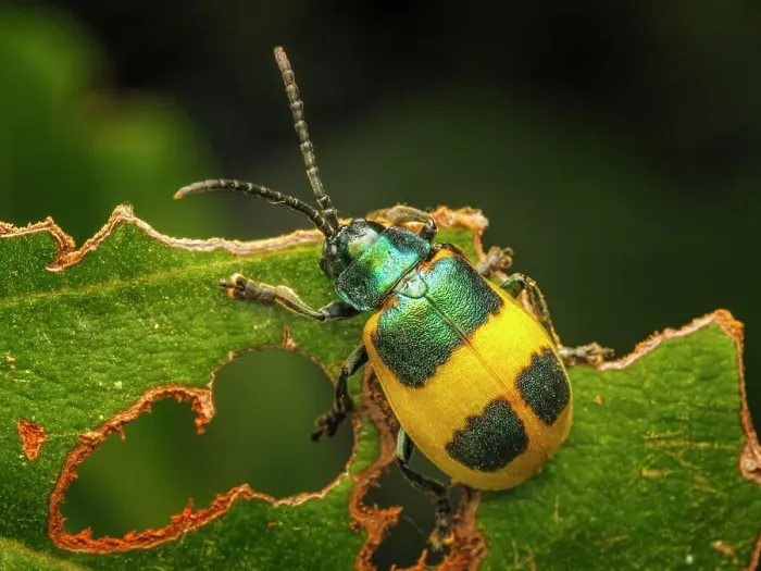 Framed Print : Leaf Beetle (Monocesta ducalis), Turrialba, Cartago, Costa Rica Framed Print : Leaf Beetle (Monocesta ducalis), Turrialba, Cartago, Costa Rica