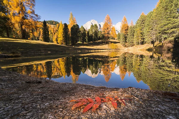 A leaf near Ciauloch lake during autumn. Val Gardena, Trentino Alto Adige, Italy