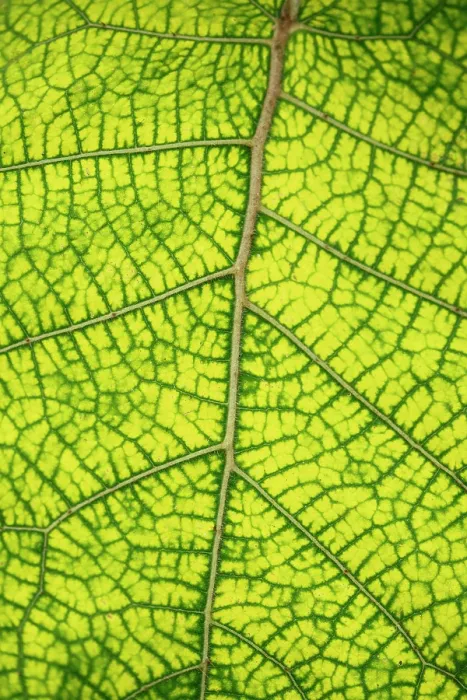 Framed Print : Detail of leaf, Sierra Negra volcano, Isabela Island, Galapagos Islands, Ecuador Framed Print : Detail of leaf, Sierra Negra volcano, Isabela Island, Galapagos Islands, Ecuador