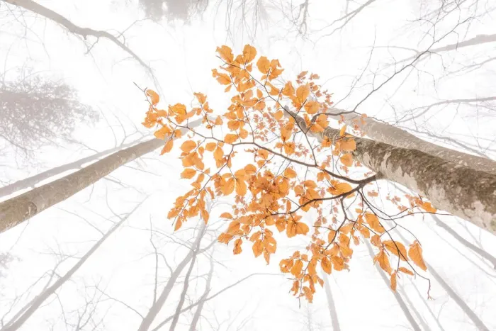 Framed Print : Last leaves on a beech tree in the woods of Folgaria, Trentino, Italy Framed Print : Last leaves on a beech tree in the woods of Folgaria, Trentino, Italy