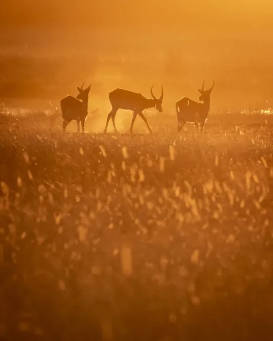 Framed Print : Lechwe at sunset, Okavango Delta, Botswana Framed Print : Lechwe at sunset, Okavango Delta, Botswana