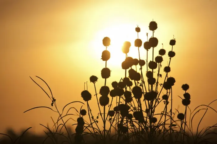 Framed Print : Leer, Unity State, South Sudan. seed heads at dusk Framed Print : Leer, Unity State, South Sudan. seed heads at dusk