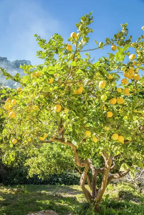 Framed Print : Lemon tree in the mountain village of Estellencs, Serra de Tramuntana, Mallorca, Balearic Islands, Spain Framed Print : Lemon tree in the mountain village of Estellencs, Serra de Tramuntana, Mallorca, Balearic Islands, Spain