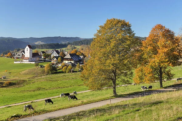 Lenzkirch-Saig in autumn, Black Forest, Baden-Wurttemberg, Germany