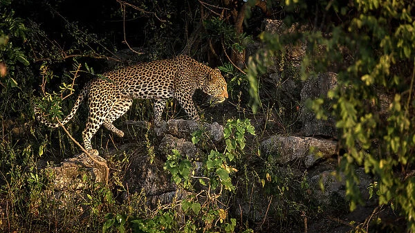 Leopard, Chobe River, Botswana