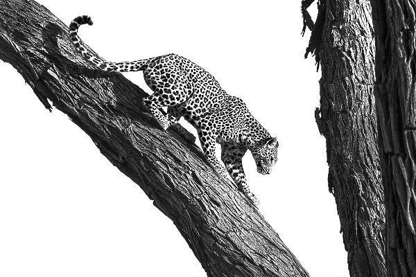 Leopard climbing a tree, Okavango Delta, Botswana