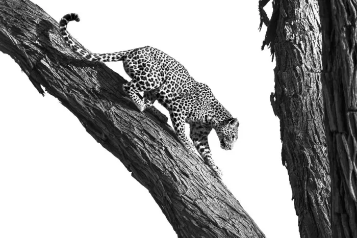Framed Print : Leopard climbing a tree, Okavango Delta, Botswana Framed Print : Leopard climbing a tree, Okavango Delta, Botswana