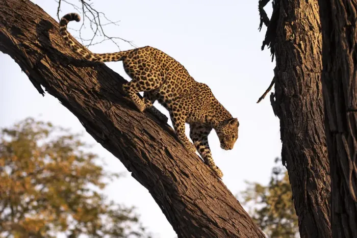 Framed Print : Leopard climbing a tree, Okavango Delta, Botswana Framed Print : Leopard climbing a tree, Okavango Delta, Botswana