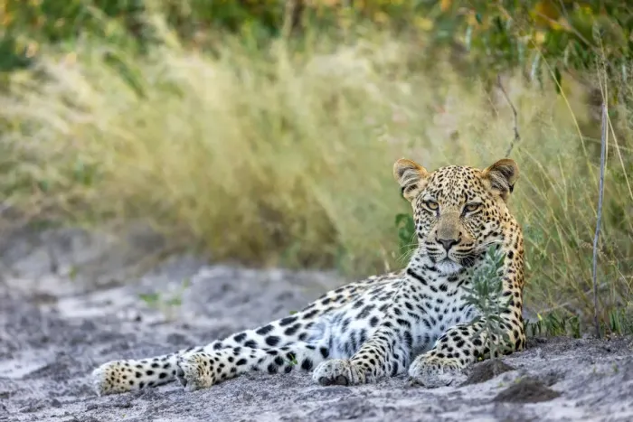 Framed Print : Leopard cub, Kalahari Desert, Botswana
