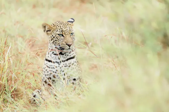 Framed Print : Leopard cub in the Masaimara, Kenya Framed Print : Leopard cub in the Masaimara, Kenya