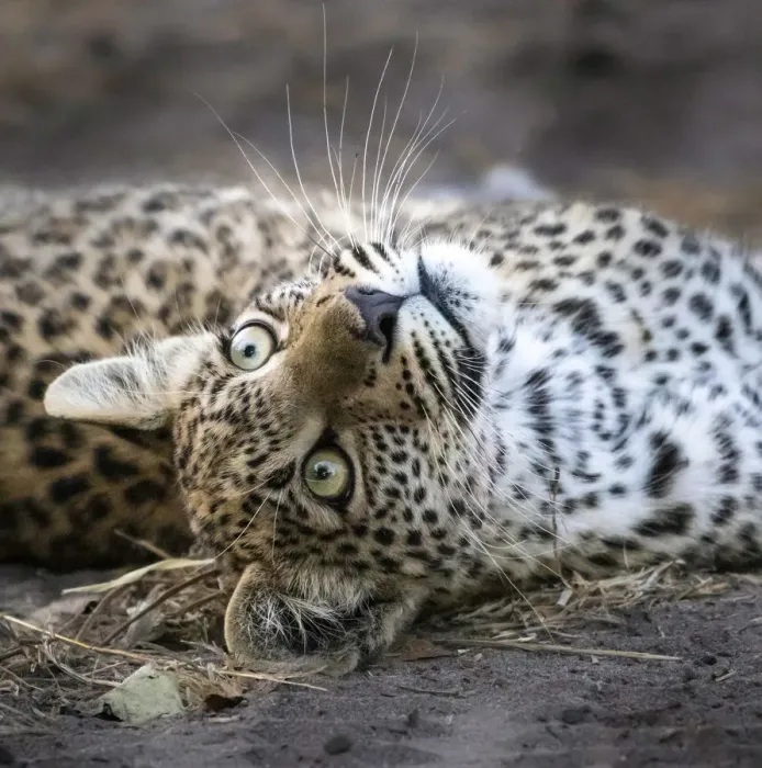 Framed Print : Leopard cub, Okavango Delta, Botswana Framed Print : Leopard cub, Okavango Delta, Botswana