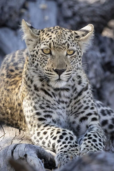Leopard cub, Okavango Delta, Botswana