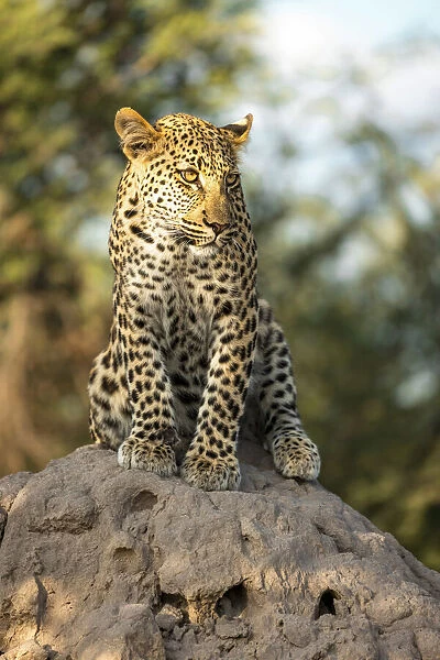 Leopard cub sitting on a termite mound, Kalahari Desert, Botswana