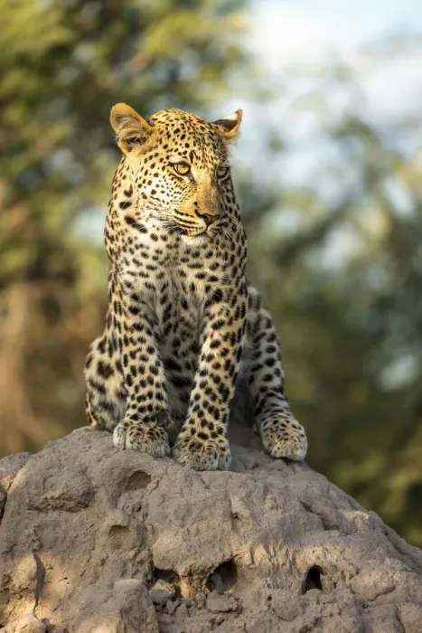 Framed Print : Leopard cub sitting on a termite mound, Kalahari Desert, Botswana Framed Print : Leopard cub sitting on a termite mound, Kalahari Desert, Botswana