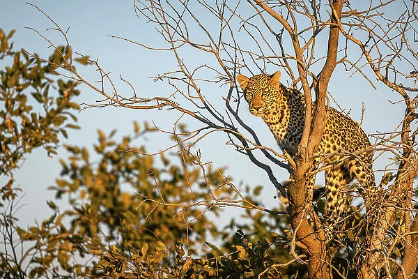 Leopard cub in tree, Okavango Delta, Botswana