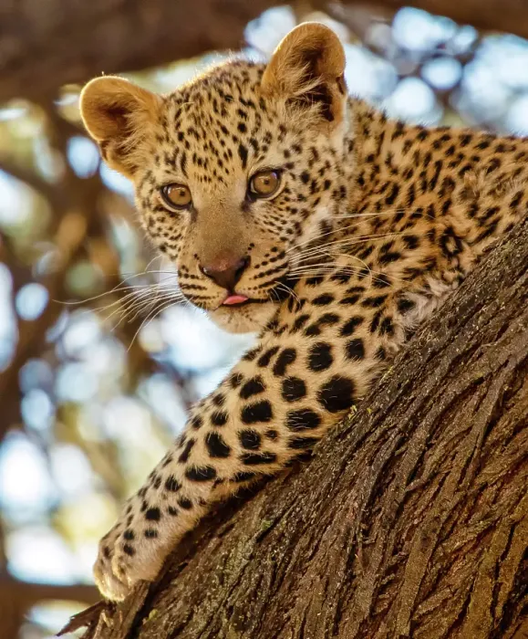 Framed Print : Leopard cub in a tree, Okonjima Nature Reserve, Namibia Framed Print : Leopard cub in a tree, Okonjima Nature Reserve, Namibia