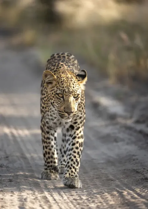 Framed Print : Leopard cub walking in a road, Kalahari Desert, Botswana Framed Print : Leopard cub walking in a road, Kalahari Desert, Botswana