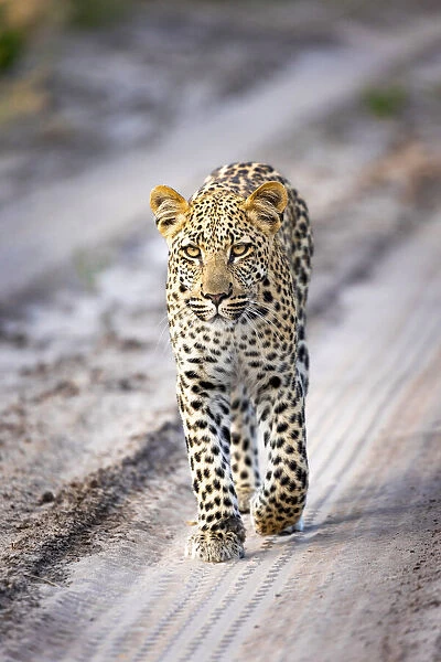 Leopard cub walking in a road, Kalahari Desert, Botswana