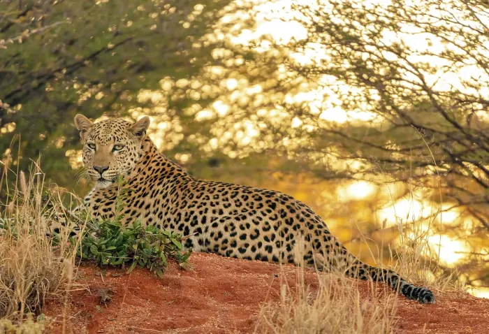 Framed Print : Leopard female relaxing after feeding, Okonjima Nature Reserve, Namibia Framed Print : Leopard female relaxing after feeding, Okonjima Nature Reserve, Namibia