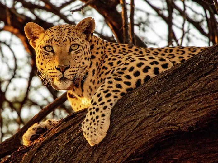 Framed Print : Leopard female in a tree, Okonjima Nature Reserve, Namibia Framed Print : Leopard female in a tree, Okonjima Nature Reserve, Namibia