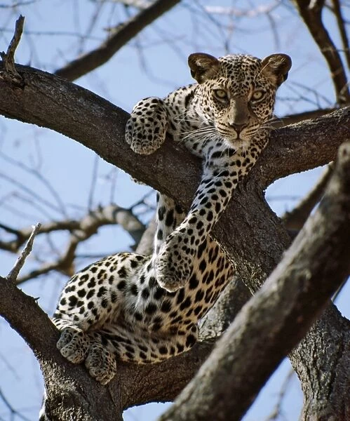 A leopard gazes intently from a comfortable perch in a tree in Samburu National Reserve