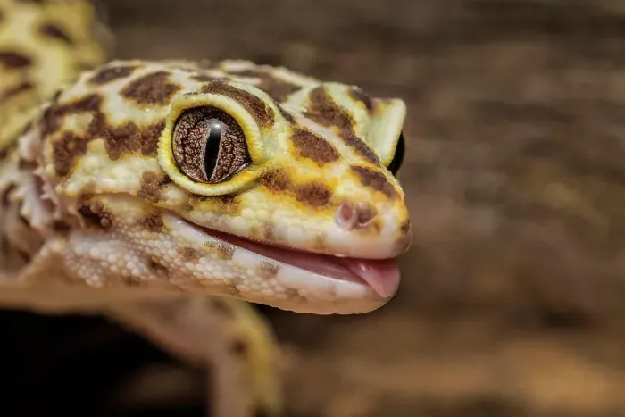 Framed Print : Leopard Gecko (Eublepharis macularius) - captive, Ontario, Canada Framed Print : Leopard Gecko (Eublepharis macularius) - captive, Ontario, Canada