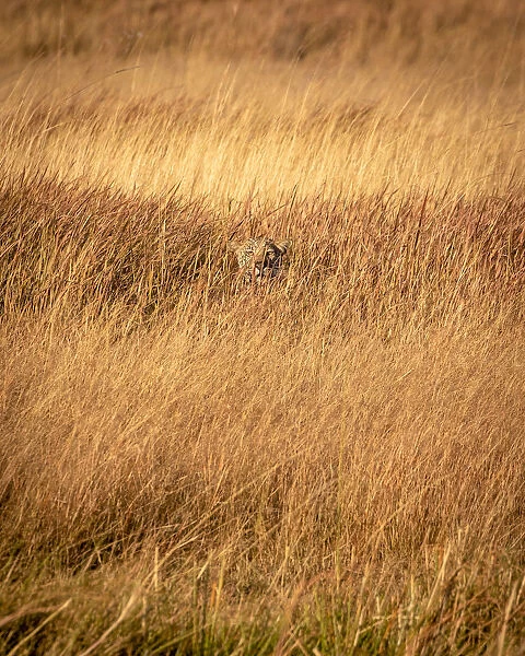 Leopard in grass, Okavango Delta, Botswana