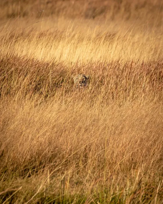Framed Print : Leopard in grass, Okavango Delta, Botswana Framed Print : Leopard in grass, Okavango Delta, Botswana