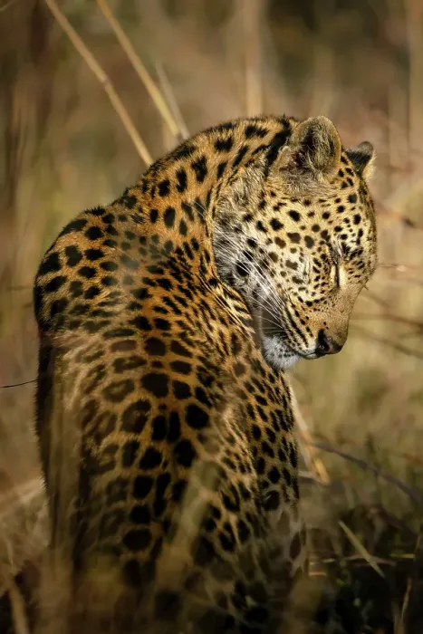 Framed Print : Leopard grooming, Okavango Delta, Botswana