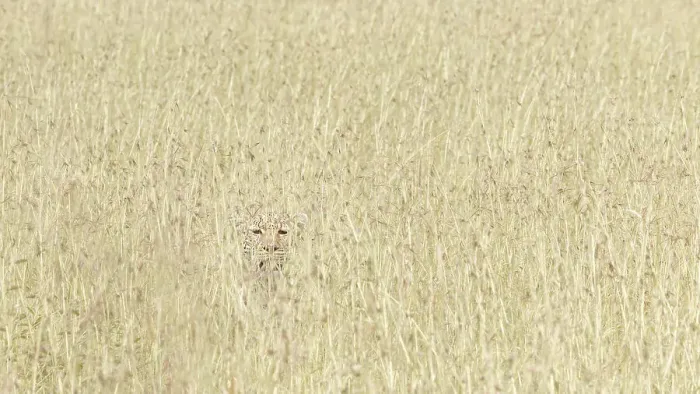 Framed Print : Leopard hiding in the high grass, Maasai Mara, Kenya Framed Print : Leopard hiding in the high grass, Maasai Mara, Kenya