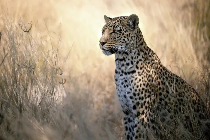 Framed Print : Leopard, Kalahari Desert, Botswana Framed Print : Leopard, Kalahari Desert, Botswana