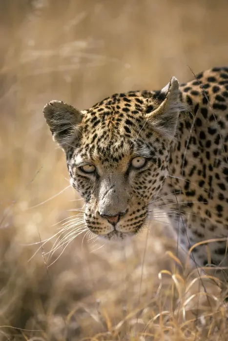 Framed Print : Leopard, Kalahari Desert, Botswana Framed Print : Leopard, Kalahari Desert, Botswana