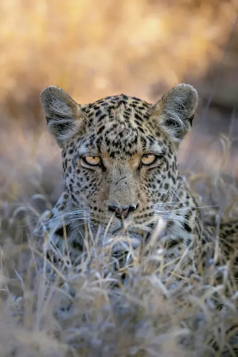 Framed Print : Leopard, Kalahari Desert, Botswana Framed Print : Leopard, Kalahari Desert, Botswana