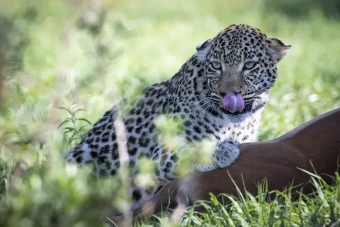 Framed Print : Leopard with kill, Moremi Game Reserve, Okavango Delta, Botswana Framed Print : Leopard with kill, Moremi Game Reserve, Okavango Delta, Botswana