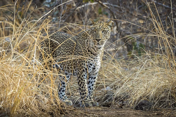 Leopard in long grass, South Luangwa National Park, Zambia