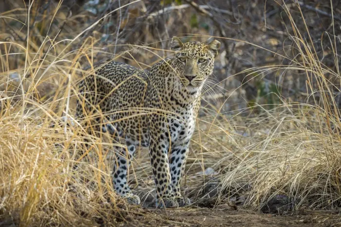 Framed Print : Leopard in long grass, South Luangwa National Park, Zambia Framed Print : Leopard in long grass, South Luangwa National Park, Zambia