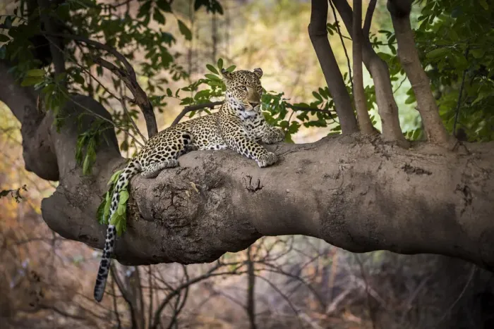 Framed Print : Leopard lying on tree branch, South Luangwa National Park, Zambia Framed Print : Leopard lying on tree branch, South Luangwa National Park, Zambia