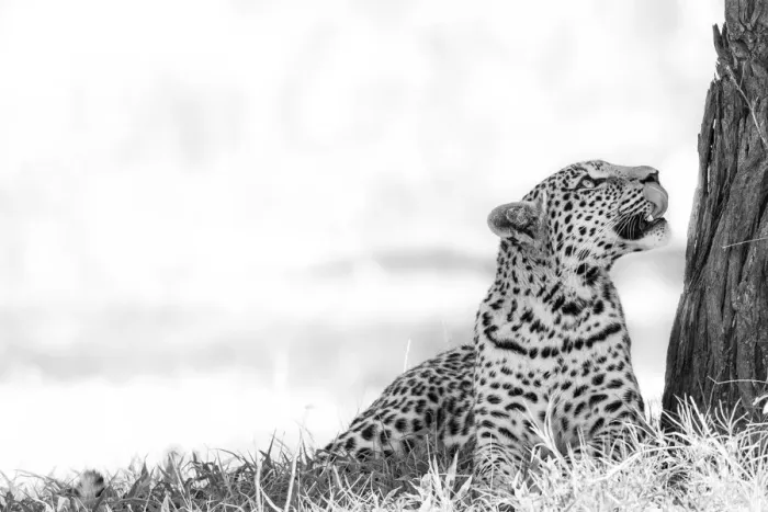 Framed Print : Leopard, Moremi Game Reserve, Okavango Delta, Botswana Framed Print : Leopard, Moremi Game Reserve, Okavango Delta, Botswana