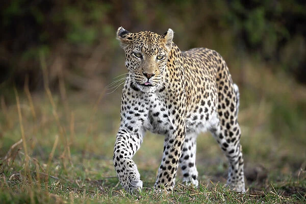 Leopard on the move, Okavango Delta, Botswana