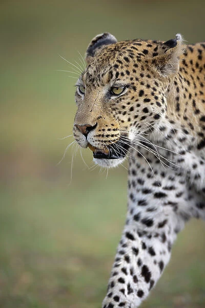Leopard on the move, Okavango Delta, Botswana