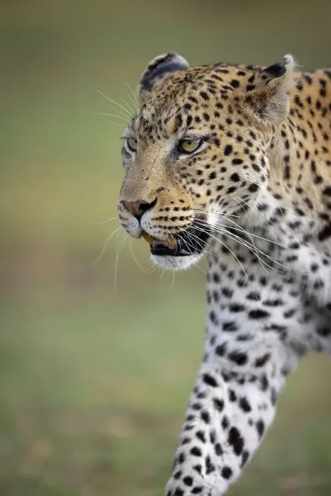 Framed Print : Leopard on the move, Okavango Delta, Botswana Framed Print : Leopard on the move, Okavango Delta, Botswana