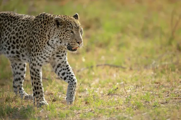Framed Print : Leopard on the move, Okavango Delta, Botswana Framed Print : Leopard on the move, Okavango Delta, Botswana