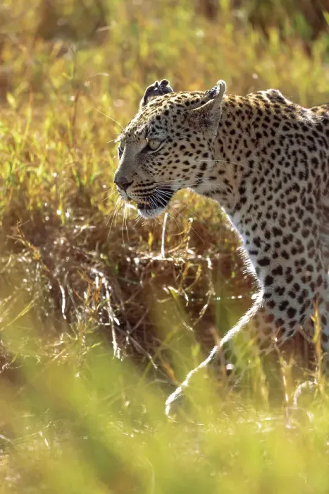 Framed Print : Leopard, Okavango Delta, Botswana Framed Print : Leopard, Okavango Delta, Botswana