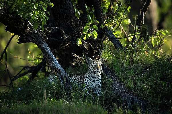 Leopard, Okavango Delta, Botswana
