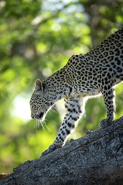 Leopard, Okavango Delta, Botswana