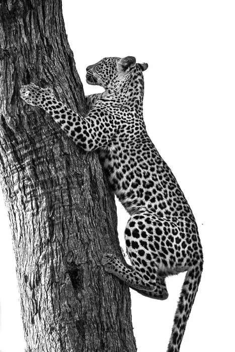 Framed Print : Leopard, Okavango Delta, Botswana Framed Print : Leopard, Okavango Delta, Botswana
