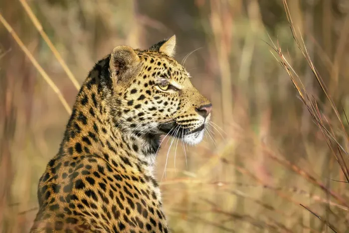 Framed Print : Leopard, Okavango Delta, Botswana
